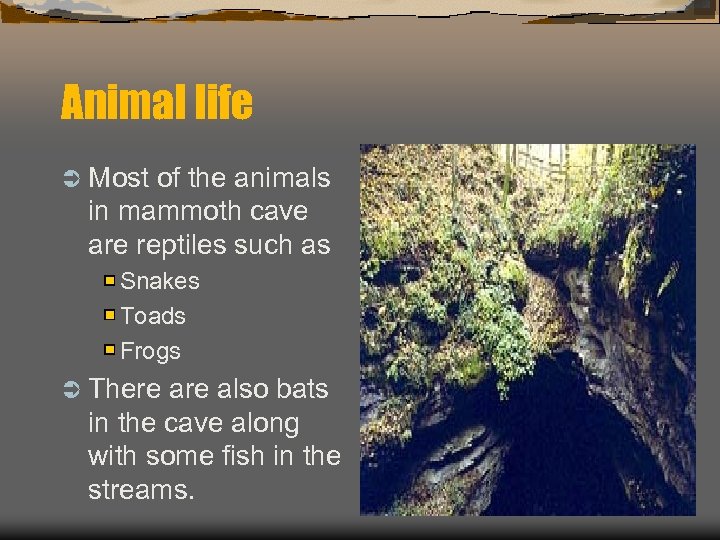 Animal life Ü Most of the animals in mammoth cave are reptiles such as