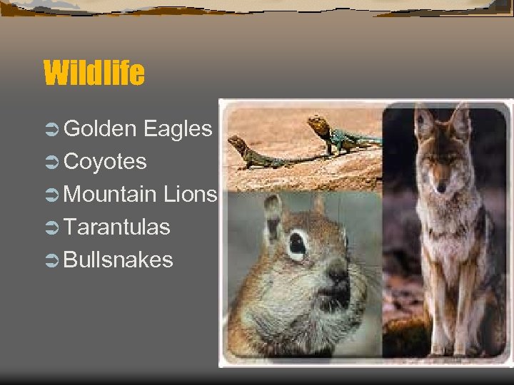 Wildlife Ü Golden Eagles Ü Coyotes Ü Mountain Lions Ü Tarantulas Ü Bullsnakes 