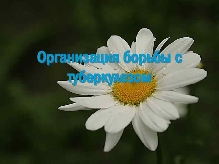 Организация борьбы с туберкулезом 