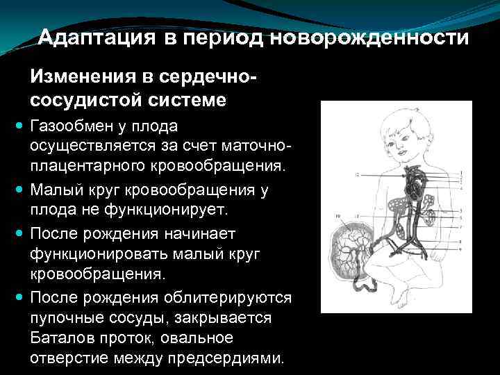 Адаптация в период новорожденности Изменения в сердечнососудистой системе Газообмен у плода осуществляется за счет