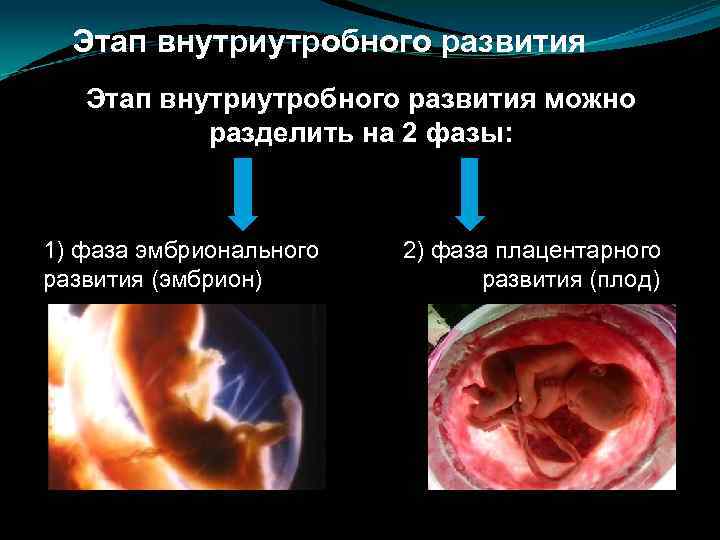 Этап внутриутробного развития можно разделить на 2 фазы: 1) фаза эмбрионального развития (эмбрион) 2)