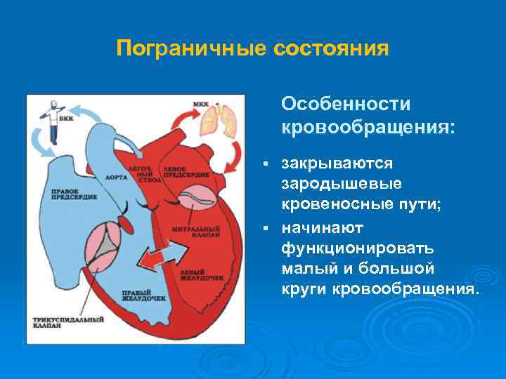 Пограничное состояние. Пограничное состояние сердца. Особенности пограничных состояний. Пограничные состояния новорожденного особенности течения. Что значит пограничное состояние сердца.