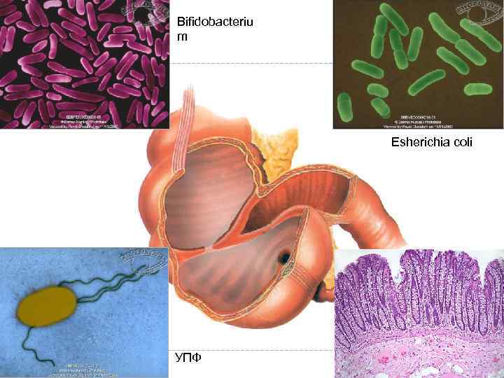 Bifidobacteriu m Esherichia coli УПФ 