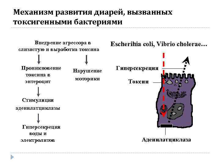 Реакция в тканях. Механизм возникновения диареи. Токсины механизм развития. Аденилатциклазная система коклюшный Токсин. Аденилатциклазный механизм диареи.