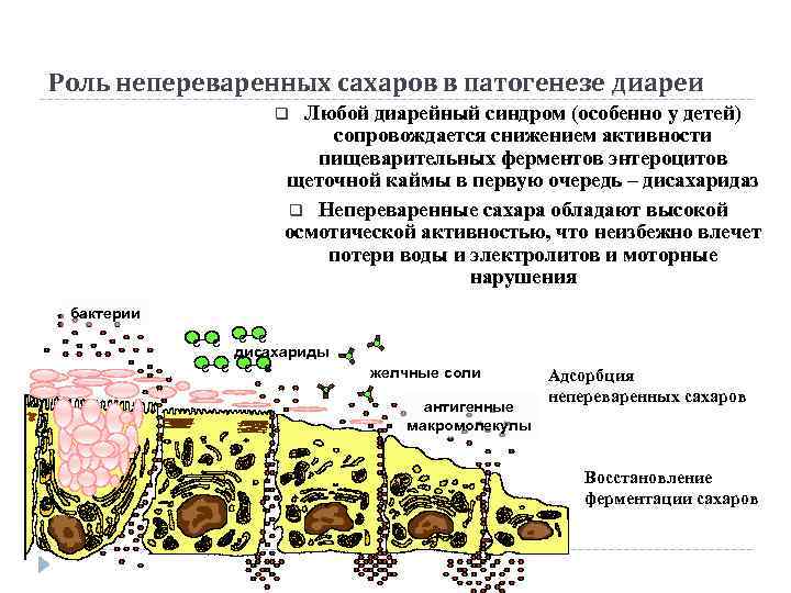 Роль непереваренных сахаров в патогенезе диареи Любой диарейный синдром (особенно у детей) сопровождается снижением