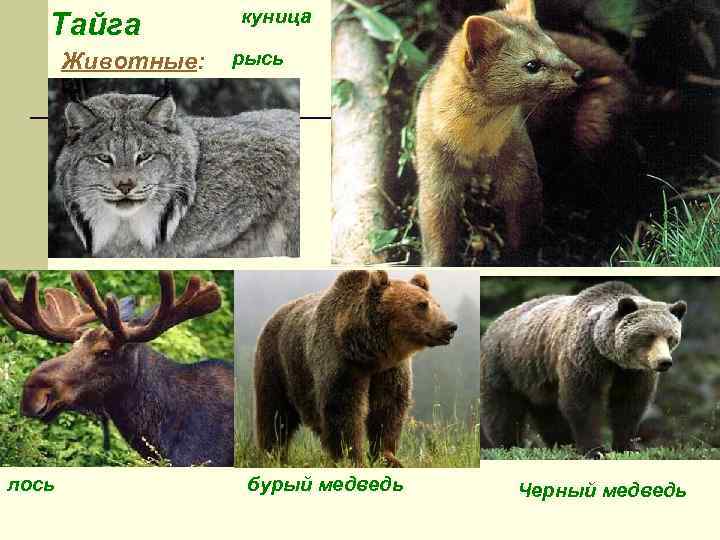 Тайга Животные: лось куница рысь бурый медведь Черный медведь 