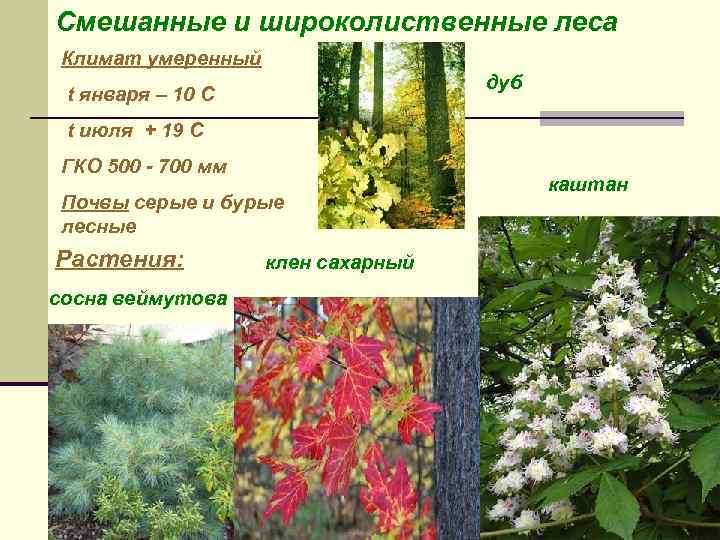 Смешанные и широколиственные леса Климат умеренный дуб t января – 10 С t июля