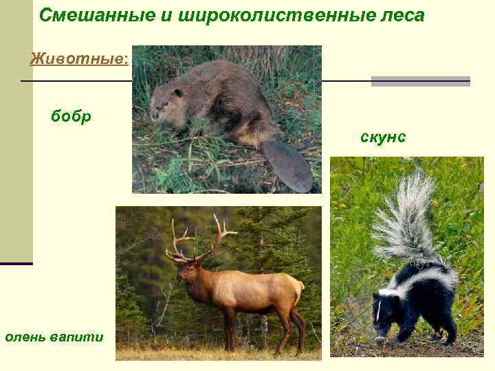 Смешанные и широколиственные леса Животные: бобр скунс олень вапити 