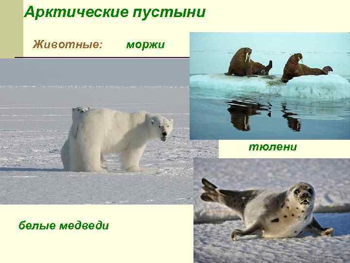 Арктические пустыни Животные: моржи тюлени белые медведи 
