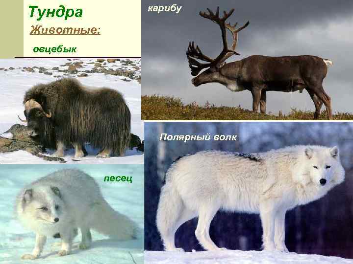карибу Тундра Животные: овцебык Полярный волк песец 