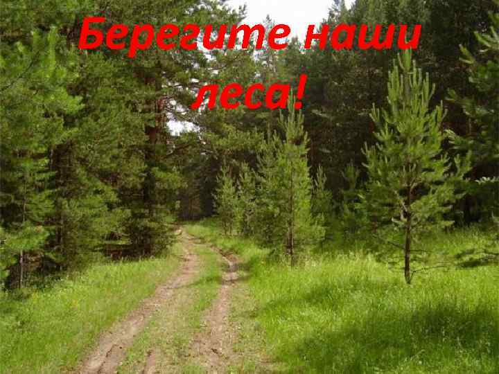 Берегите наши леса! 