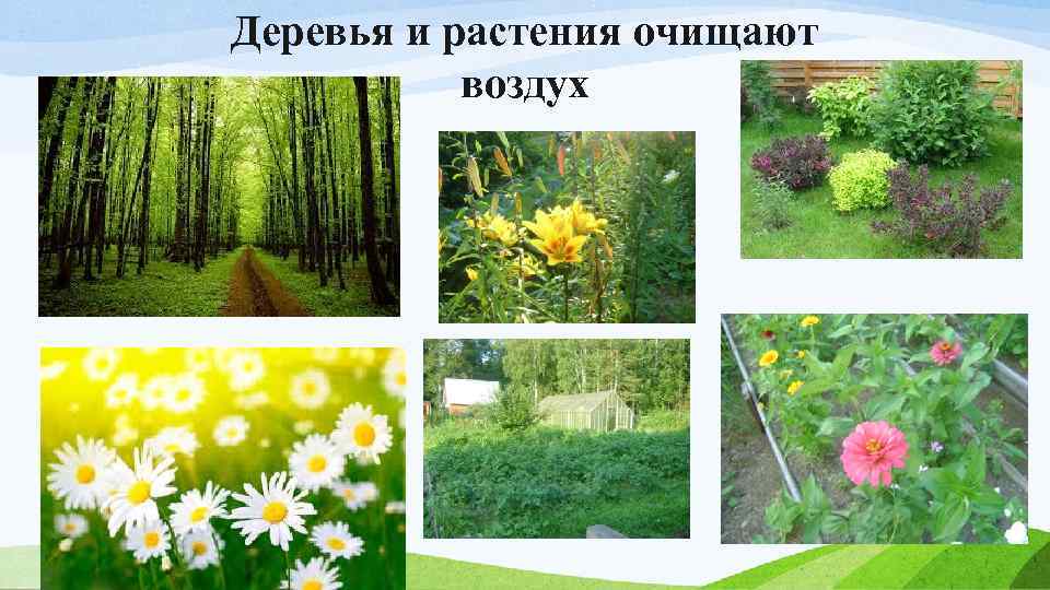 Деревья и растения очищают воздух 