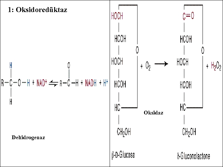 1: Oksidoredüktaz Oksidaz Dehidrogenaz - - 