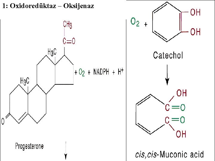 1: Oxidoredüktaz – Oksijenaz 