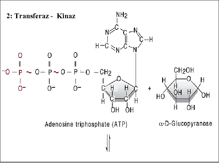 2: Transferaz - Kinaz 