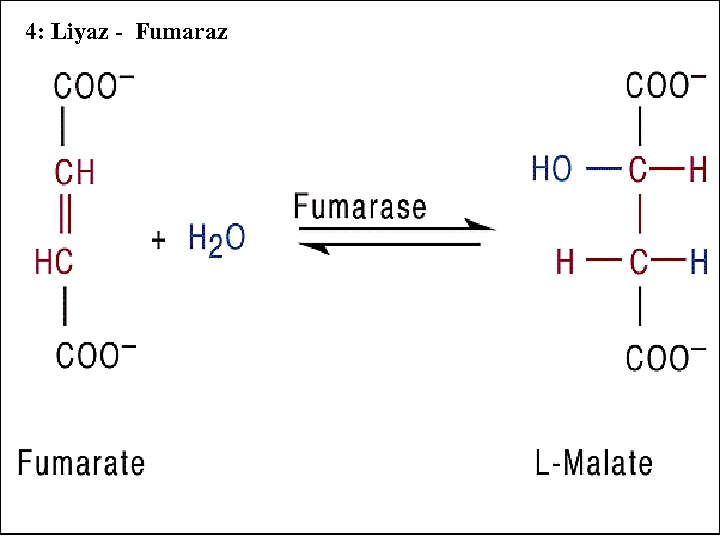 4: Liyaz - Fumaraz 