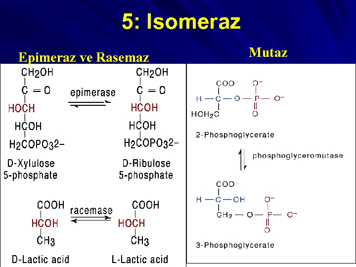 5: Isomeraz Epimeraz ve Rasemaz Mutaz 