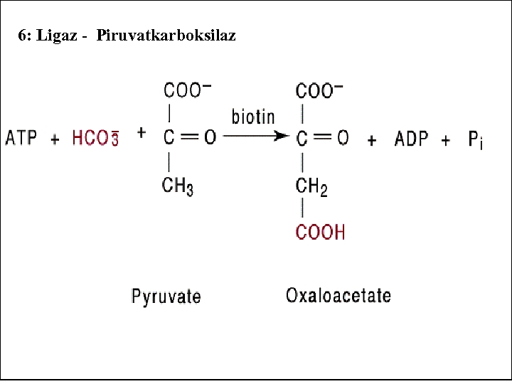 6: Ligaz - Piruvatkarboksilaz 