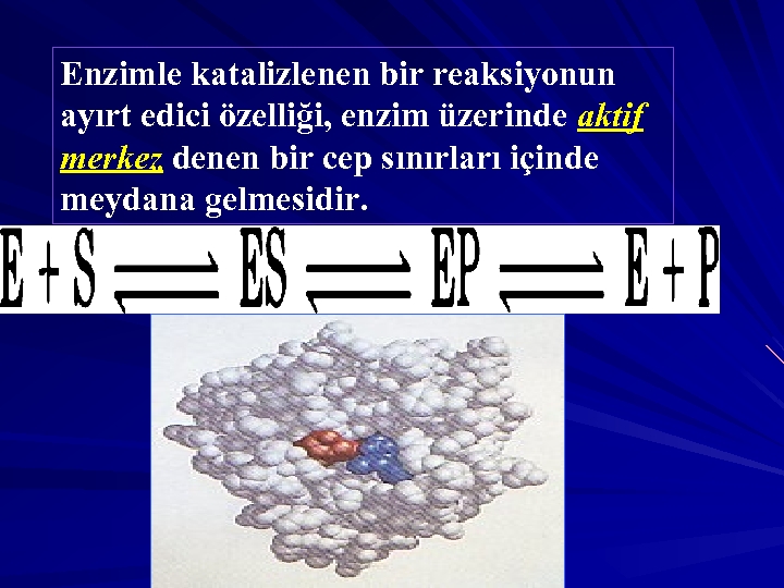 Enzimle katalizlenen bir reaksiyonun ayırt edici özelliği, enzim üzerinde aktif merkez denen bir cep