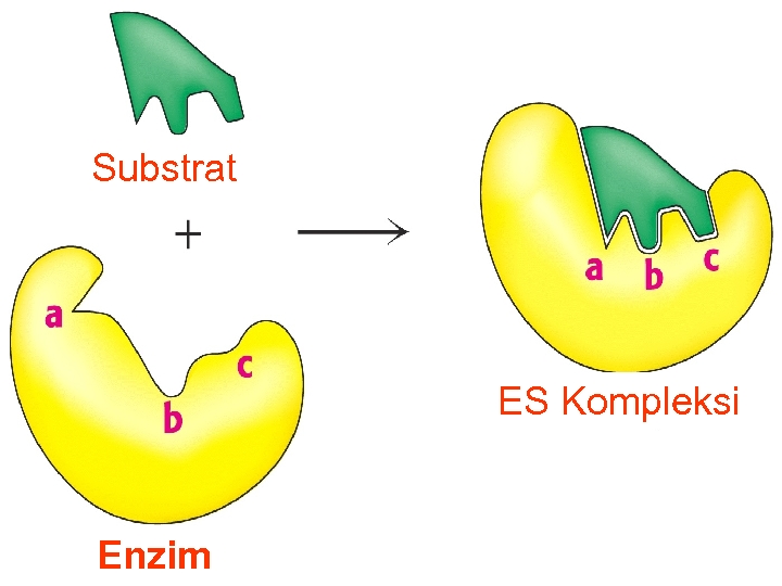 Substrat ES Kompleksi Enzim 