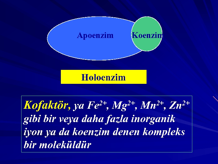 Apoenzim Koenzim Holoenzim Kofaktör, ya Fe 2+, Mg 2+, Mn 2+, Zn 2+ gibi