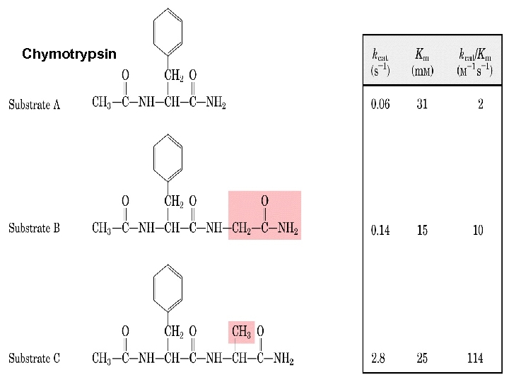 Chymotrypsin 