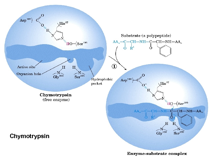 Chymotrypsin 