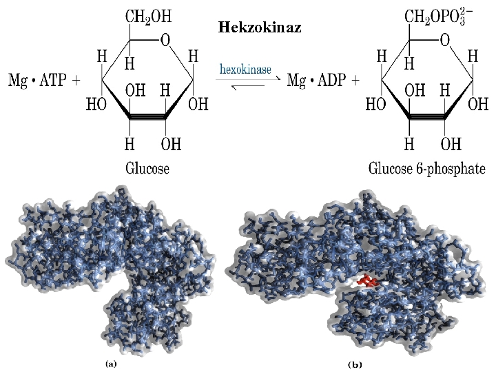 Hekzokinaz 