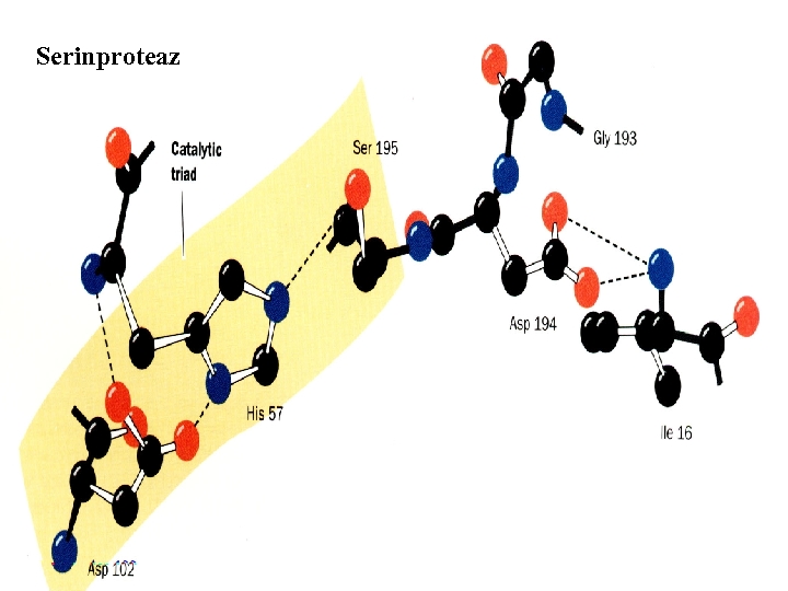 Serinproteaz 