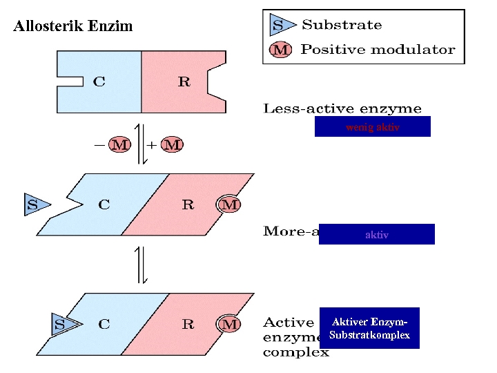 Allosterik Enzim wenig aktiv Aktiver Enzym. Substratkomplex 