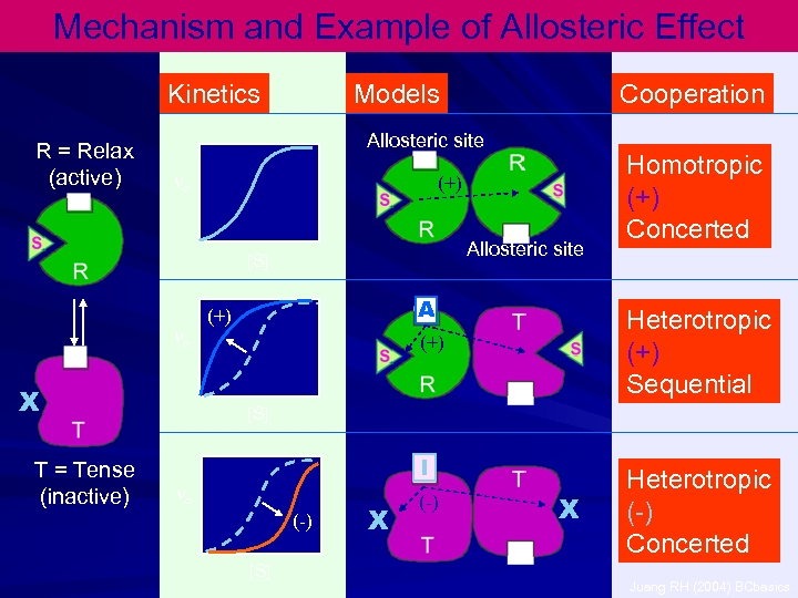 Mechanism and Example of Allosteric Effect Kinetics R = Relax (active) Models Allosteric site