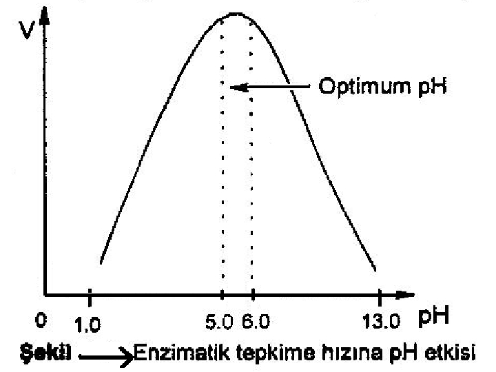 enzimlerin çalışma hızına etki eden faktörler