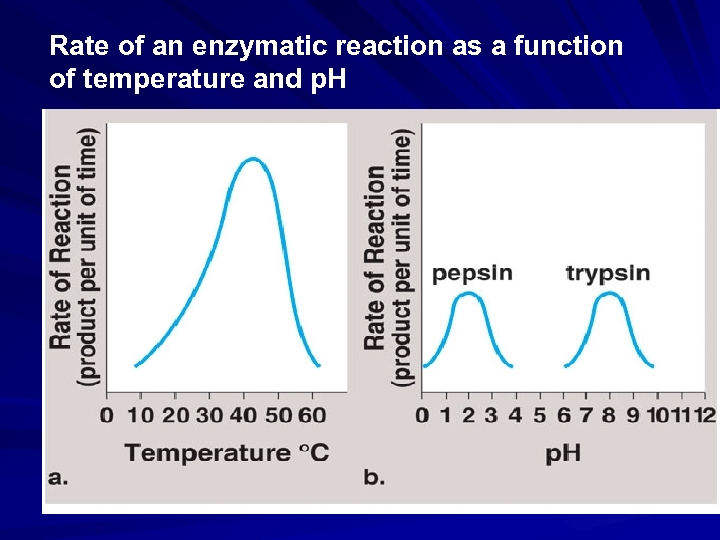 Rate of an enzymatic reaction as a function of temperature and p. H 