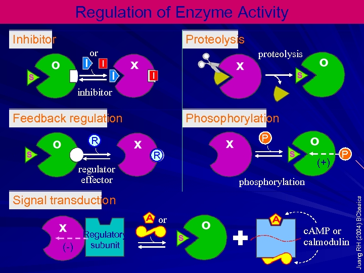 Regulation of Enzyme Activity Inhibitor Proteolysis or proteolysis inhibitor Feedback regulation Phosophorylation P R