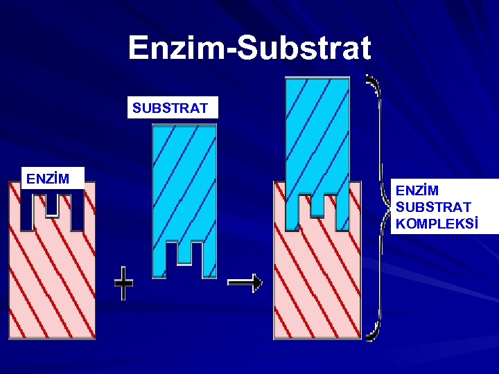 Enzim-Substrat SUBSTRAT ENZİM SUBSTRAT KOMPLEKSİ 