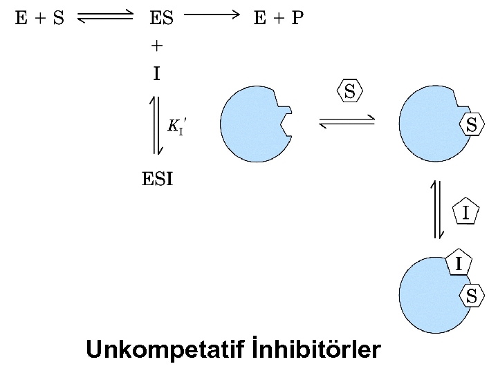 Unkompetatif İnhibitörler 