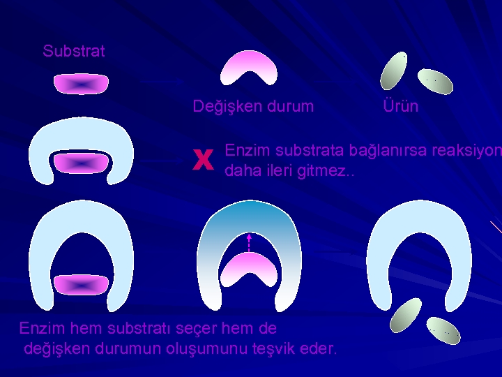 Substrat Değişken durum X Ürün Enzim substrata bağlanırsa reaksiyon daha ileri gitmez. . Enzim