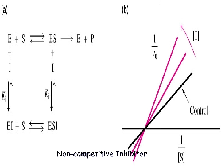 Non-competitive Inhibitor 