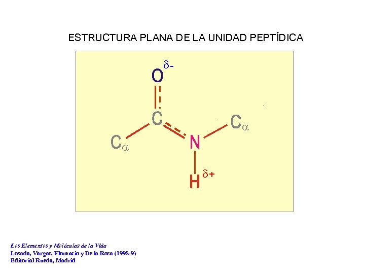 ESTRUCTURA PLANA DE LA UNIDAD PEPTÍDICA d- a a d+ Los Elementos y Moléculas