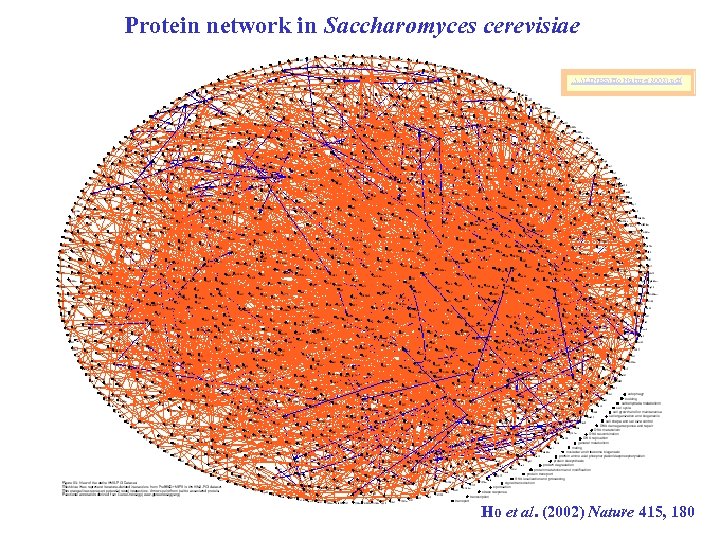 Protein network in Saccharomyces cerevisiae. . LINKSHo Nature(2002). pdf Ho et al. (2002) Nature