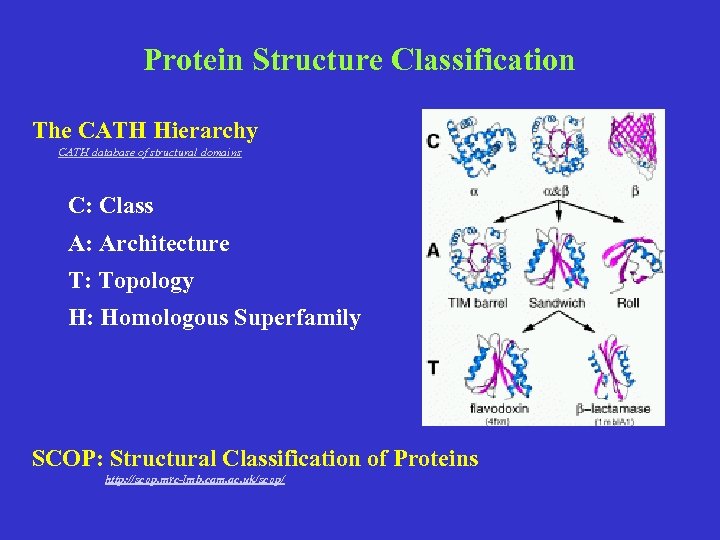 Protein Structure Classification The CATH Hierarchy CATH database of structural domains C: Class A: