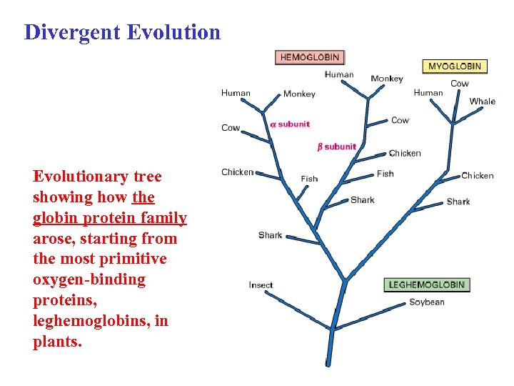 Divergent Evolutionary tree showing how the globin protein family arose, starting from the most
