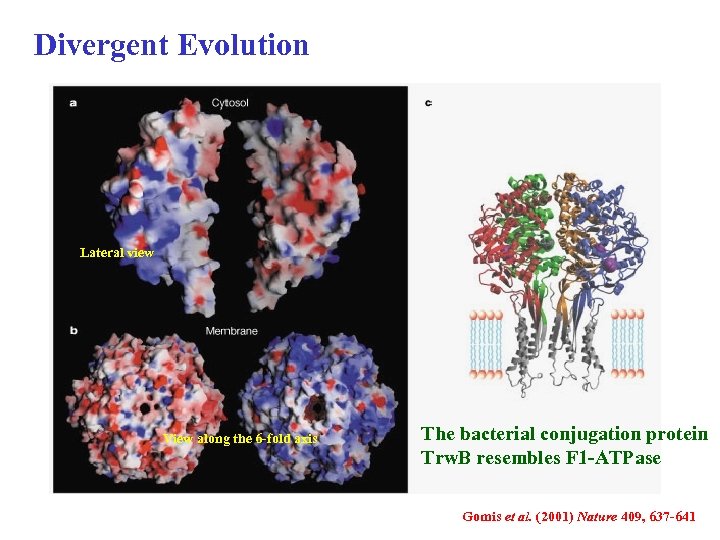 Divergent Evolution Lateral view View along the 6 -fold axis The bacterial conjugation protein