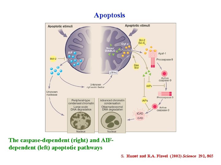 Apoptosis The caspase-dependent (right) and AIFdependent (left) apoptotic pathways S. Hunot and R. A.