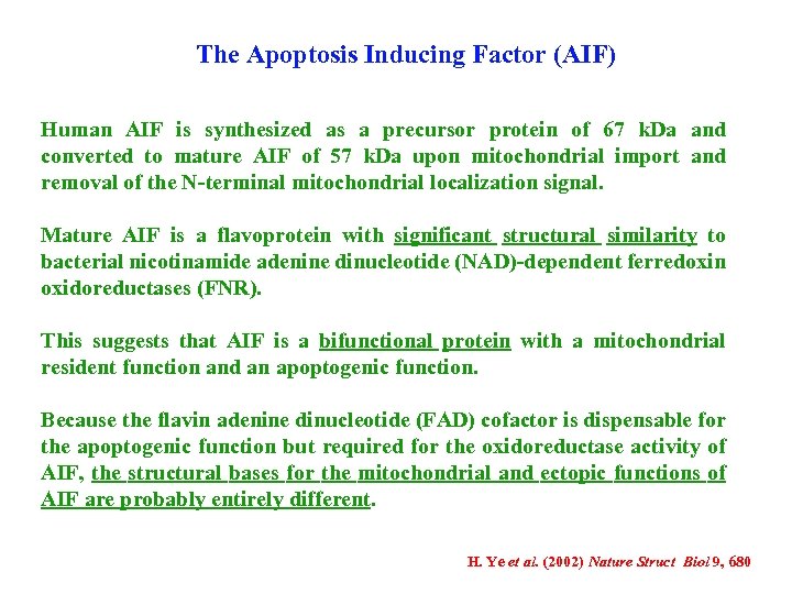 The Apoptosis Inducing Factor (AIF) Human AIF is synthesized as a precursor protein of