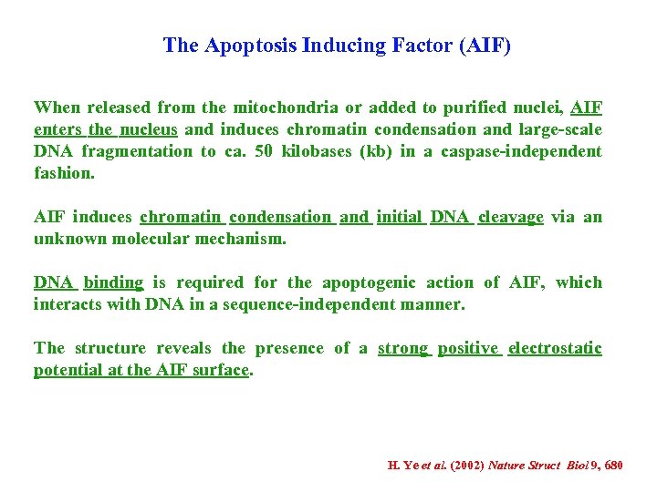 The Apoptosis Inducing Factor (AIF) When released from the mitochondria or added to purified
