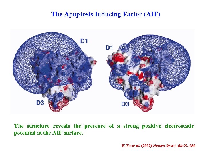 The Apoptosis Inducing Factor (AIF) The structure reveals the presence of a strong positive
