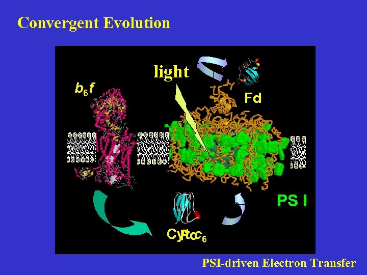 Convergent Evolution b 6 f light Fd PS I Cyt c 6 Pc PSI-driven