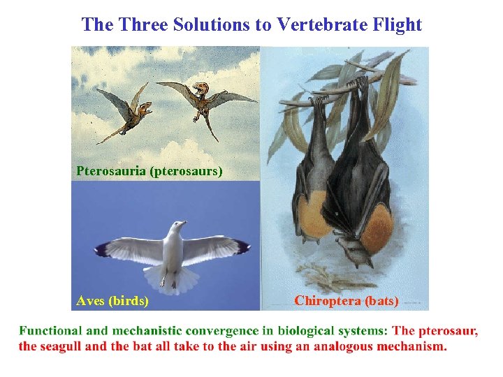 The Three Solutions to Vertebrate Flight Pterosauria (pterosaurs) Aves (birds) Chiroptera (bats) 