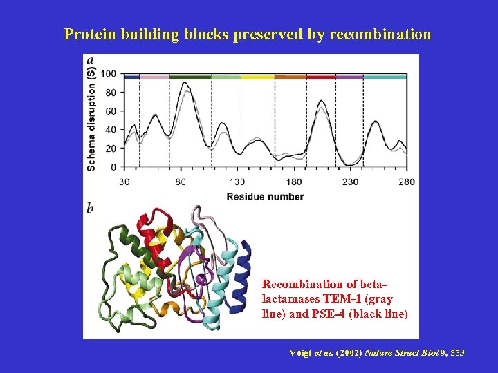 Protein building blocks preserved by recombination Recombination of betalactamases TEM-1 (gray line) and PSE-4